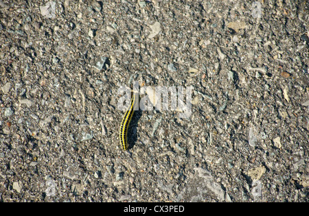 Caterpillar su un marciapiede Foto Stock