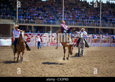 Un rodeo si aggrappa al suo cavallo durante la Calgary Stampede event di luglio 2012 Foto Stock