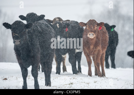 Bovini nella neve raffica Foto Stock