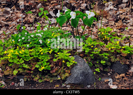 White trillium, legno anemone e sterile fragola, maggiore Sudbury, Ontario, Canada Foto Stock