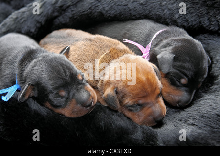 Il Miniature pinscher cuccioli, 5 giorni Foto Stock