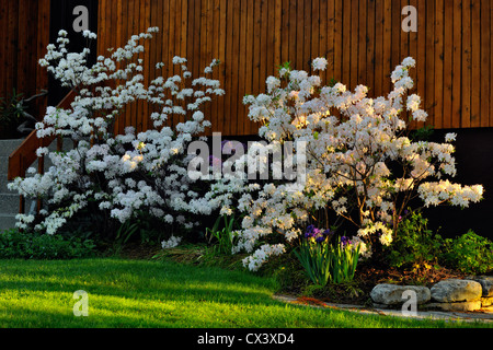 Northern Lights azalea in piena fioritura, maggiore Sudbury, Ontario, Canada Foto Stock