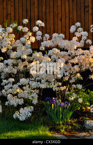 Northern Lights azalea in piena fioritura, maggiore Sudbury, Ontario, Canada Foto Stock