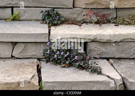 Giardini residenziali in primavera- di gradini di pietra e Labrador violetta, maggiore Sudbury, Ontario, Canada Foto Stock