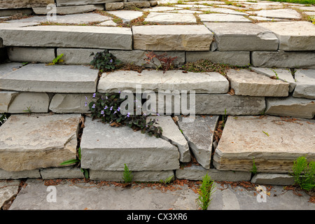 Giardini residenziali in primavera- di gradini di pietra e Labrador violetta, maggiore Sudbury, Ontario, Canada Foto Stock