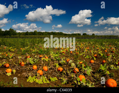 Zucca matura il raccolto nella tarda estate su terreni agricoli nella campagna fuori Toronto Ontario Canada Foto Stock