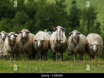 Un gregge di pecore pascola su un campo verde da qualche parte in Toscana, Italia. Foto Stock