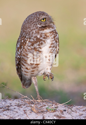 Scavando il gufo chick permanente sulla burrow Foto Stock