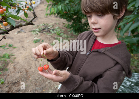 Bambino di otto anni azienda appena raccolto le ciliegie in un frutteto. Foto Stock