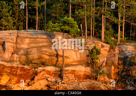 Roccia, e rosso di pini nella luce della sera, Wanup, Ontario, Canada Foto Stock