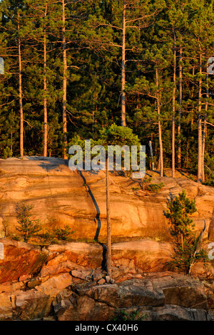 Roccia, e rosso di pini nella luce della sera, Wanup, Ontario, Canada Foto Stock