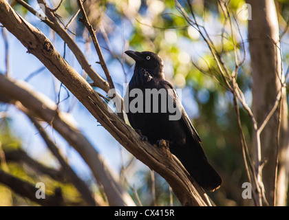 Australian Corvo Imperiale (Corvus coronoides) in un albero a Manly Dam Foto Stock