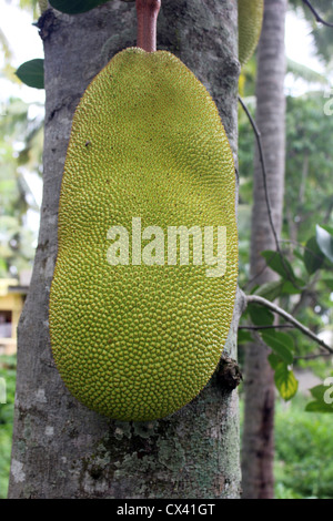 Jackfruit (Artocarpus heterophyllus) Jack frutto Foto Stock