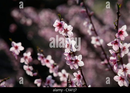 Albero di pesco in fiore Yamanashi Giappone Foto Stock