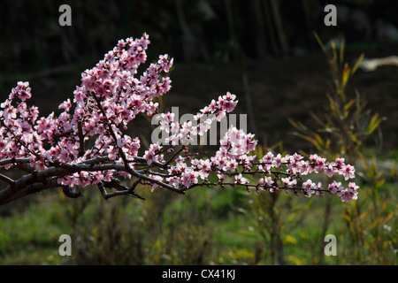 Albero di pesco in fiore Yamanashi Giappone Foto Stock