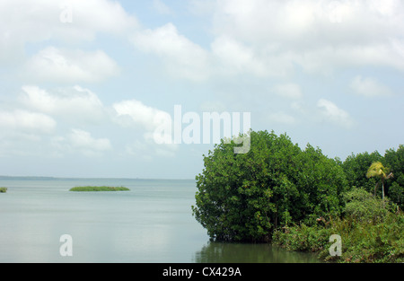 Vista del lago Astamudi, Quilon, Kerala, India India del Sud, mangrove Foto Stock