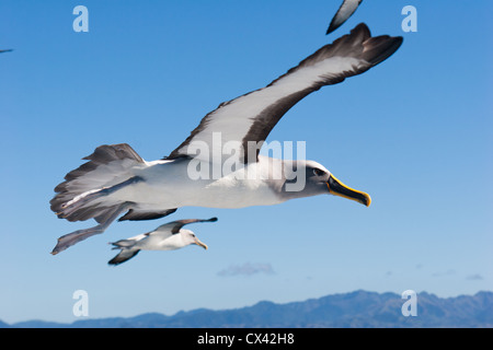 Uccelli marini neozelandesi: L'albatross di Buller (Thalassarche Bulleri) in volo. Foto Stock