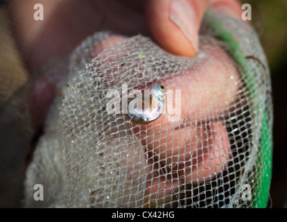 Salmone Chinook Fry deformità. Questi fry nacque come ovuli in un incubatoio. Essi erano schiuse al di fuori dell'incubatoio, in un serbatoio accanto a un piccolo ruscello. Foto Stock