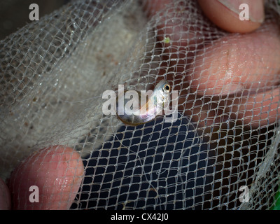 Salmone Chinook Fry deformità. Questi fry nacque come ovuli in un incubatoio. Essi erano schiuse al di fuori dell'incubatoio, in un serbatoio accanto a un piccolo ruscello. Foto Stock