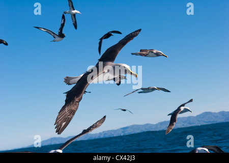Buller's Albatross (Thalassarche bulleri) Foto Stock