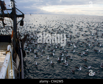 Uno sguardo alla vita in Nuova Zelanda: Uccelli marini che si nutrono intorno a un Trawler commerciale. Foto Stock