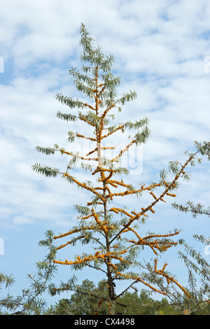 Sallow thorn bush, Boltenhagen, Mar Baltico, Meclemburgo-Pomerania Occidentale, Germania Foto Stock