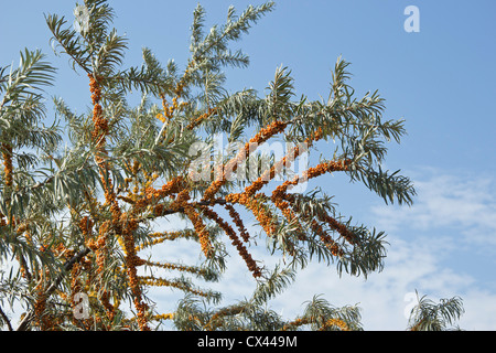 Sallow thorn bush, Boltenhagen, Mar Baltico, Meclemburgo-Pomerania Occidentale, Germania Foto Stock