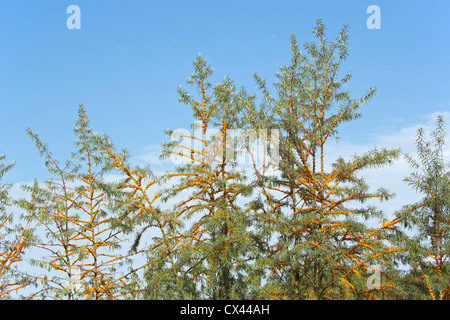 Sallow thorn bush, Boltenhagen, Mar Baltico, Meclemburgo-Pomerania Occidentale, Germania Foto Stock