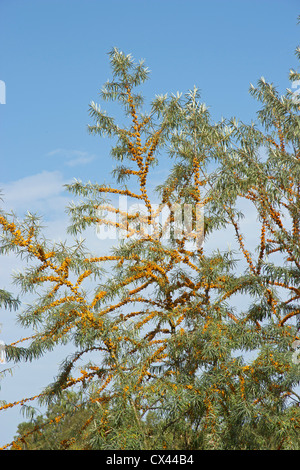 Sallow thorn bush, Boltenhagen, Mar Baltico, Meclemburgo-Pomerania Occidentale, Germania Foto Stock