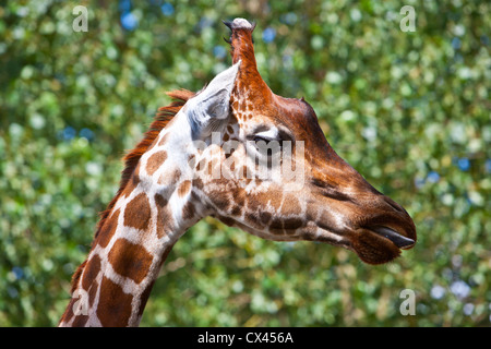 La giraffa, headshot Foto Stock