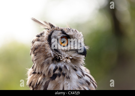 Il Bengala Gufo Reale colpo alla testa Foto Stock