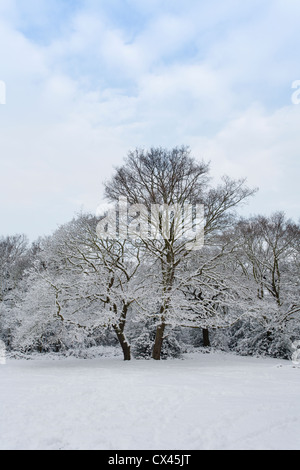 Coperta di neve alberi nella foresta di Epping in inverno Foto Stock