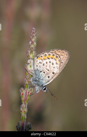 Argento-blu chiodati (Plebejus argus) Stedham comune, West Sussex, Regno Unito. Giugno. Foto Stock