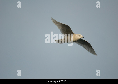 1° anno Islanda Gabbiano (Larus glaucoides) in volo a Scarborough Harbour, Yorkshire Foto Stock