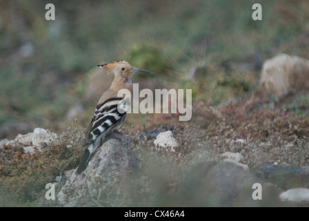 Eurasian Upupa (Upupa epops) in Tenerife Foto Stock