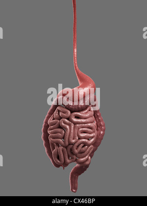 Rendering 3d Illustrazione medica del sistema digestivo Foto Stock