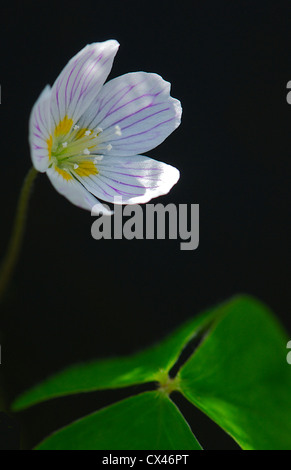 Wood Sorrel fiore sul pavimento del bosco Foto Stock