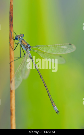 Emerald damselfly su reed Foto Stock
