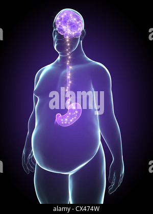 Rendering 3D illustrazione anatomia di un uomo sovrappeso Foto Stock