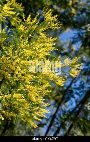 Il Portogallo, Algarve, alberi di Mimosa in fiore sulla montagna di Monchique Foto Stock