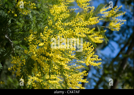 Il Portogallo, Algarve, alberi di Mimosa in fiore sulla montagna di Monchique Foto Stock