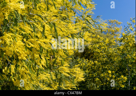 Il Portogallo, Algarve, alberi di Mimosa in fiore sulla montagna di Monchique Foto Stock