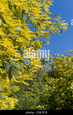 Il Portogallo, Algarve, alberi di Mimosa in fiore sulla montagna di Monchique Foto Stock