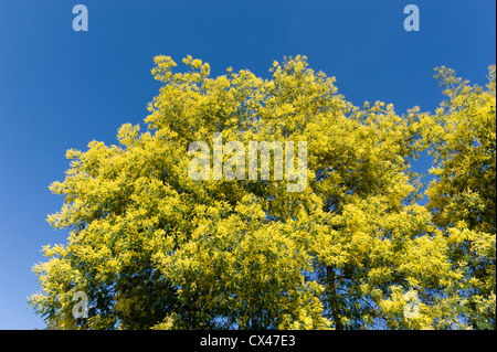 Il Portogallo, Algarve, alberi di Mimosa in fiore sulla montagna di Monchique Foto Stock