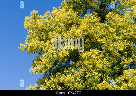 Il Portogallo, Algarve, alberi di Mimosa in fiore sulla montagna di Monchique Foto Stock