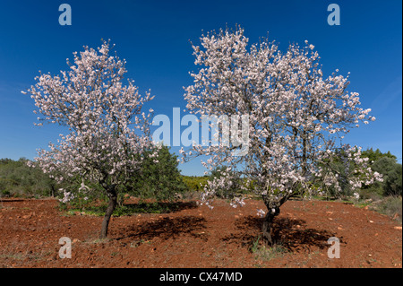 Il Portogallo, Algarve, due alberi di mandorlo in fiore in un campo arato Foto Stock