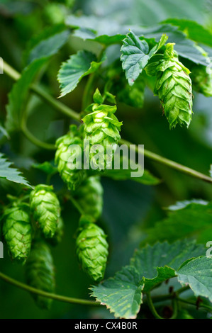 Mature umbels luppolo appesi sulla pianta Foto Stock