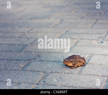 Toad su grigio Pavimento piastrellato Foto Stock