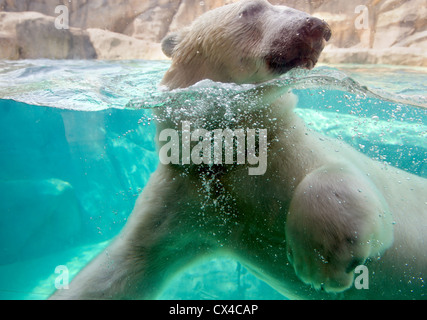 Orso polare al Brookfield Zoo nuoto. Foto Stock