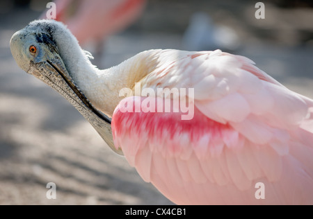 Rosa Roseate spatola (Platalea ajaja) di pulizia le piume sulla sua ala. Foto Stock